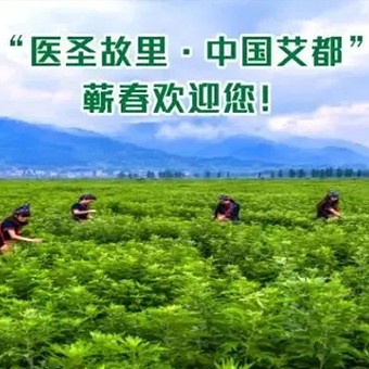 世界艾草，蕲艾最好！有科学，有依据